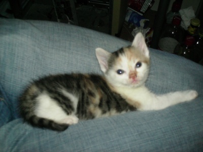 BONNE SEMAINE A VOUS ! VOILA MON CHAT KATSOU