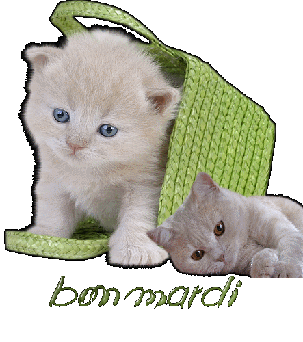 BON MARDI A VOUS